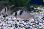 Corydoras viginiae