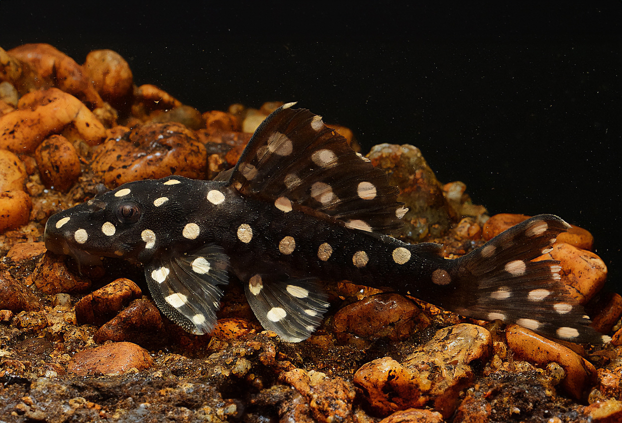 L082, opalprickig pleco, polka-dot cigarrpleco