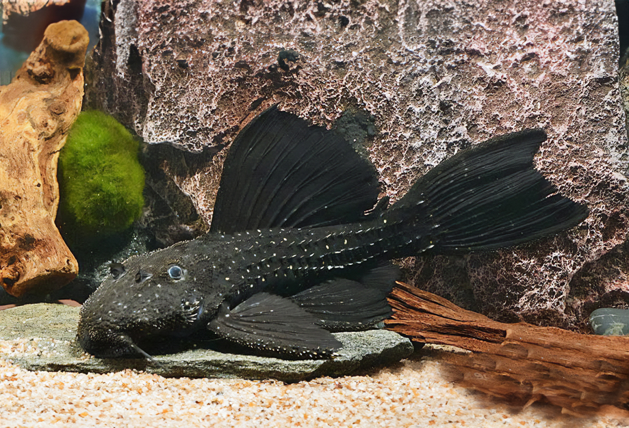 Foto på fisken Pseudacanthicus serratus