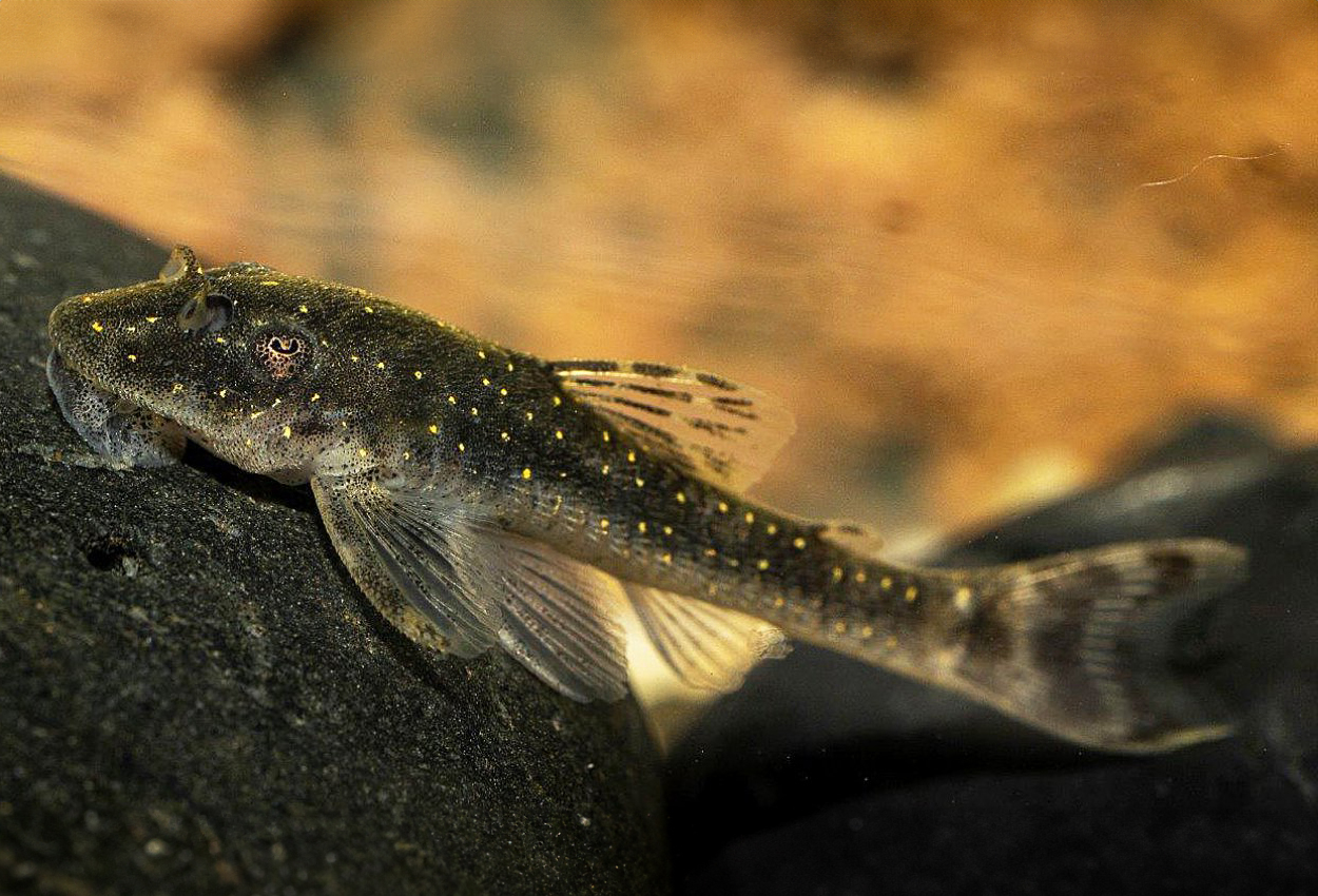 Dvärgpleco, prickig dvärgpleco