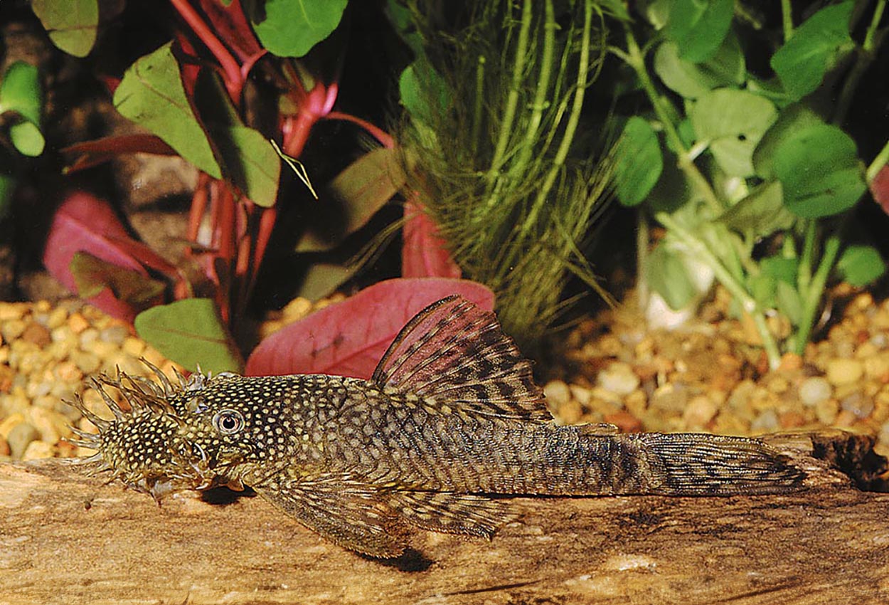 <i>Ancistrus</i> sp.