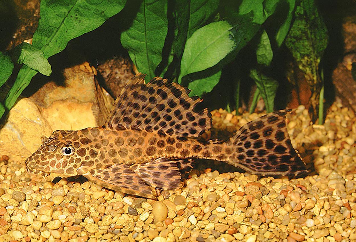 Foto på fisken Glyptoperichthys gibbiceps