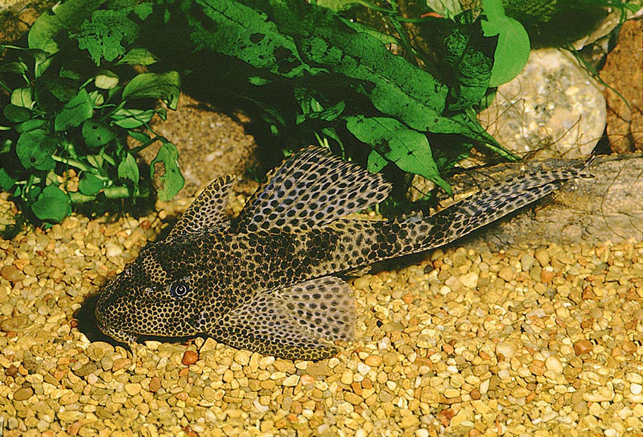 Foto på fisken Liposarcus pardalis