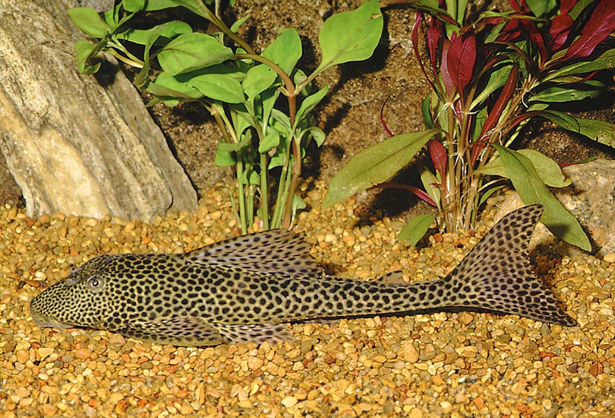 Foto på fisken Isorineloricaria spinosissima