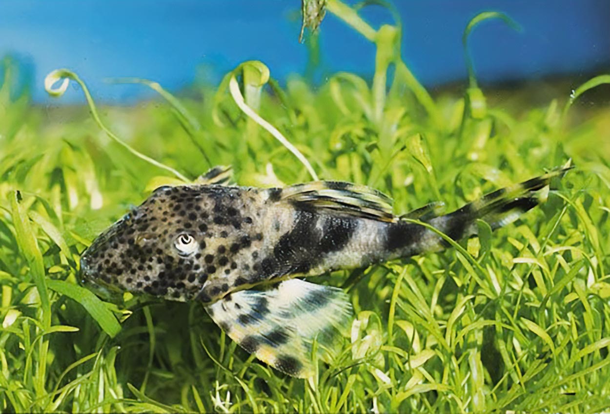 Foto på fisken Peckoltia brevis