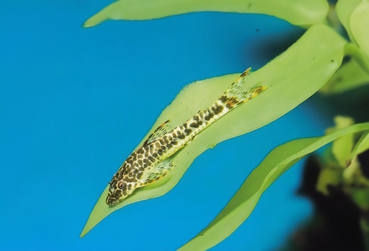 Rödfenad otocinclus, rödfenad dvärgpleco