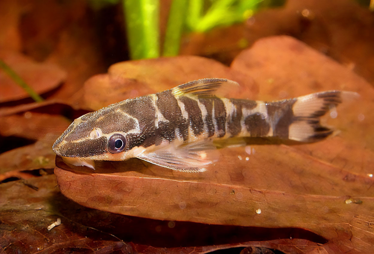 Zebraotocinclus