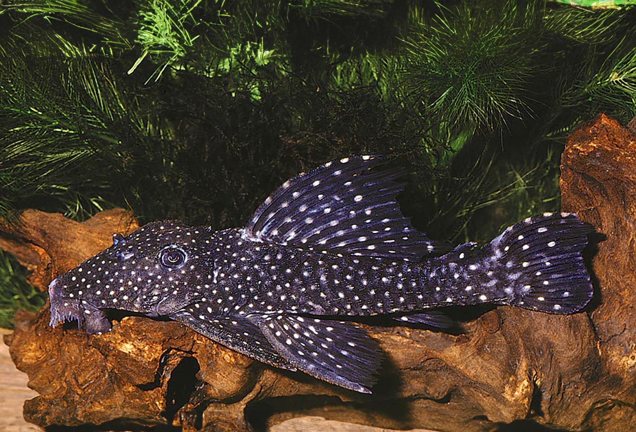 Foto på fisken Leporacanthicus galaxias