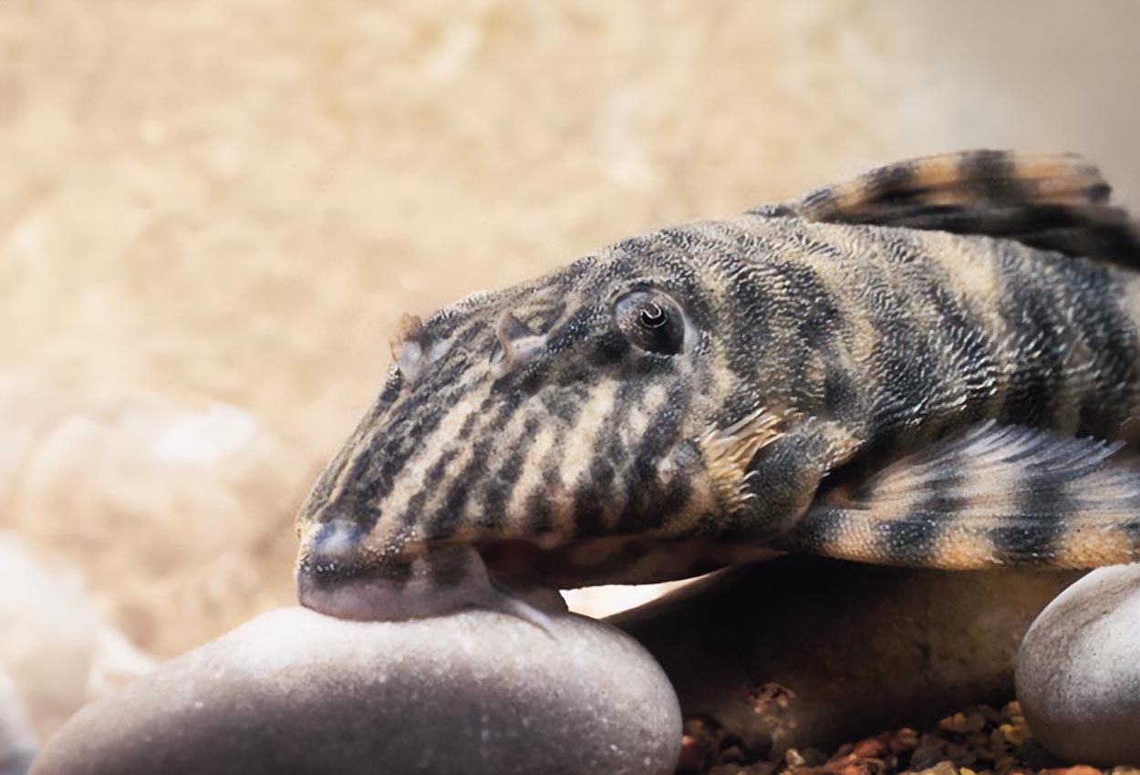 Belems dvärgsköldsmal, vermiculated peckoltia