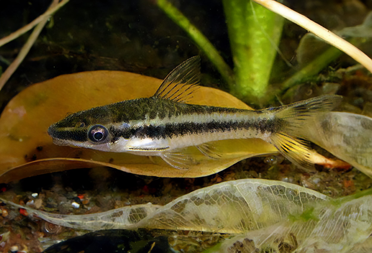 Foto på fisken Otocinclus vittatus