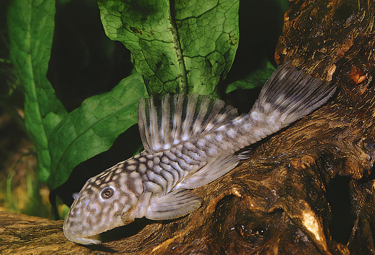 Småprickig ancistrus, Chubby pleco, rubber pleco