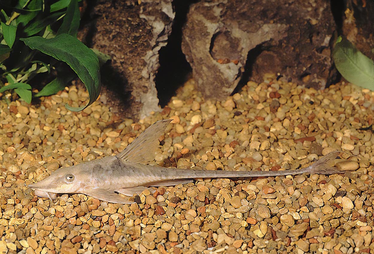 Foto på fisken Sturisoma aureum