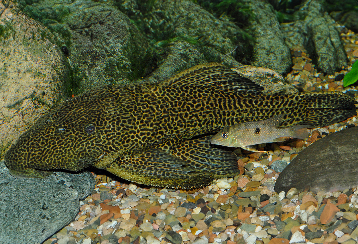 Azurra/jätte-pleco, jätteancistrus