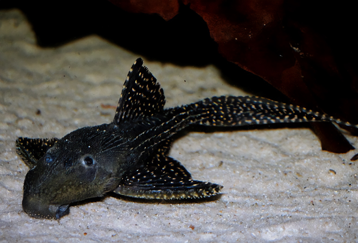 Foto på fisken Acanthicus sp. aff. adonis