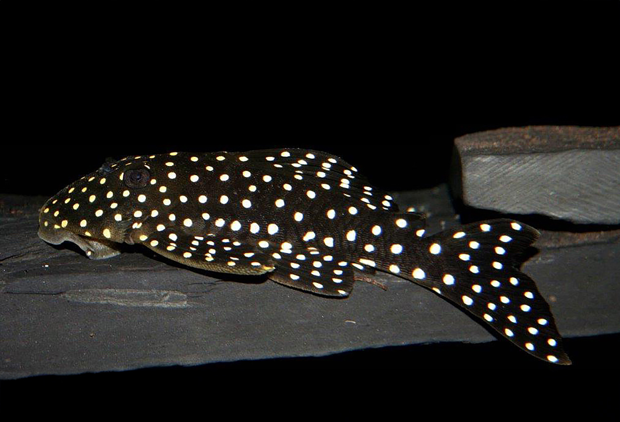 Snowball, Stor vitprickig pleco, L142, LDA33