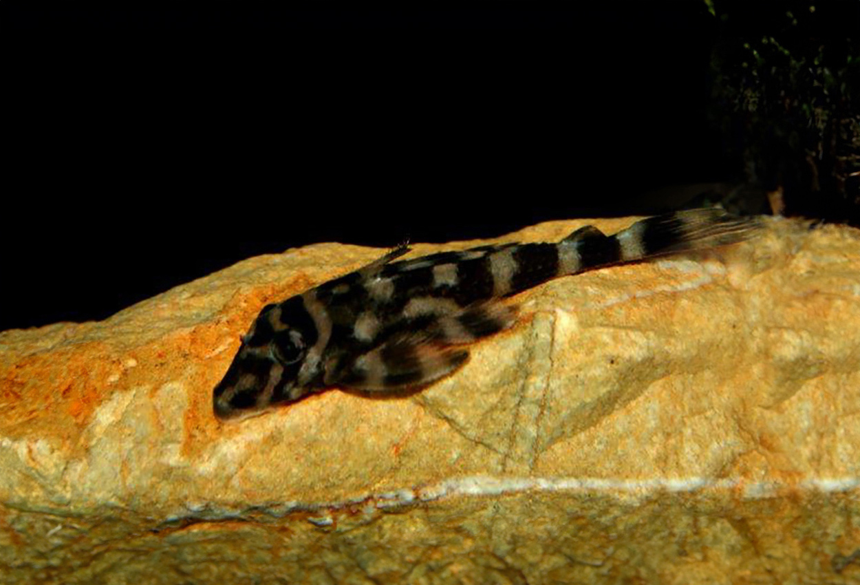 Foto på fisken Zonancistrus brachyurus