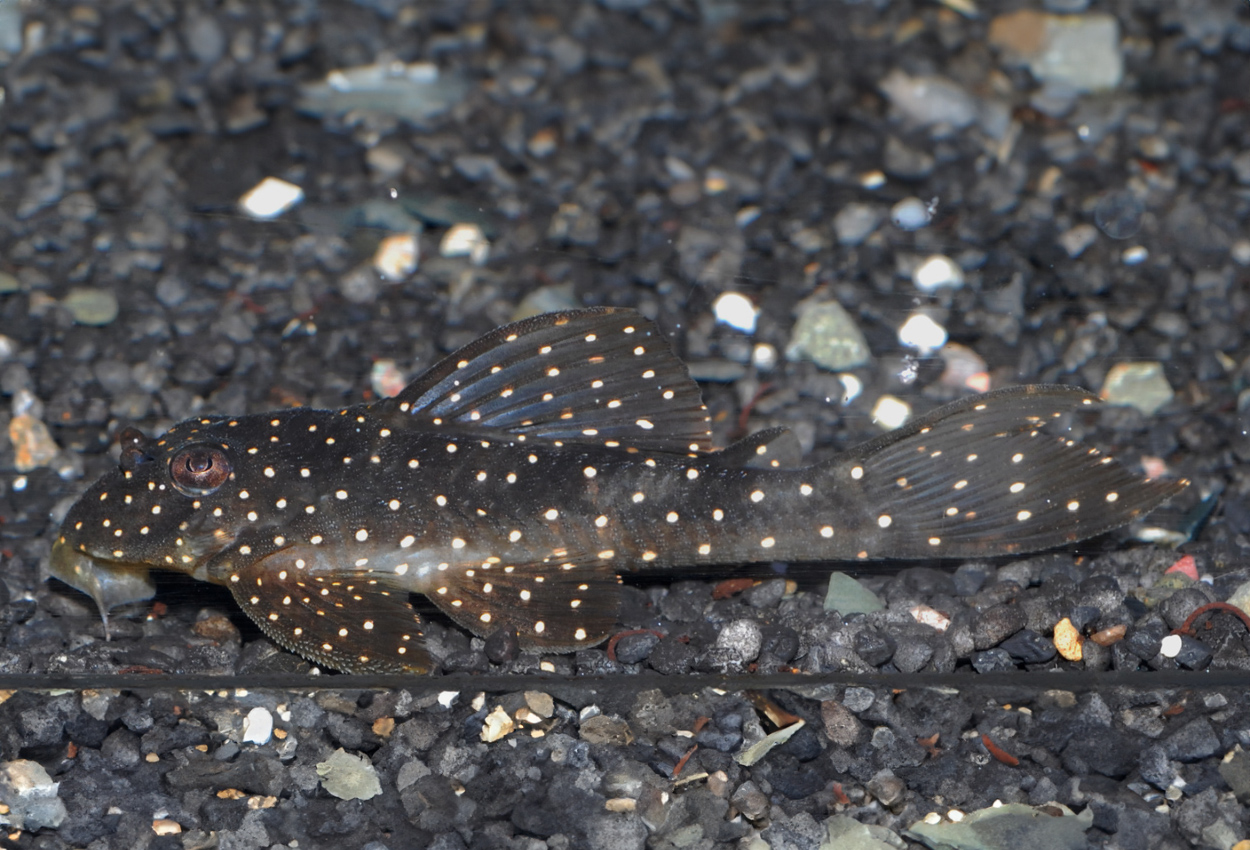 L004, L005, L028, L073, angelicus pleco.