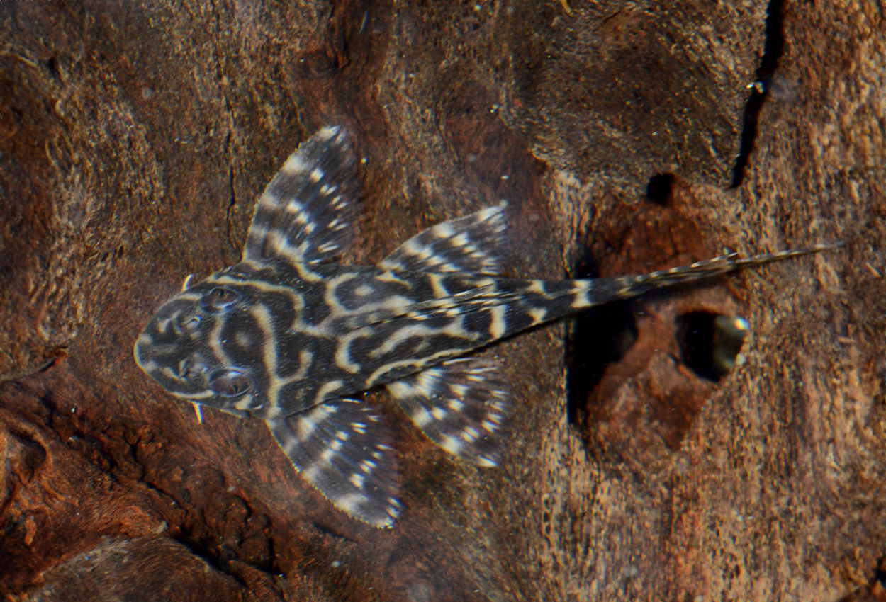 L287, L400, stor ozelotpleco