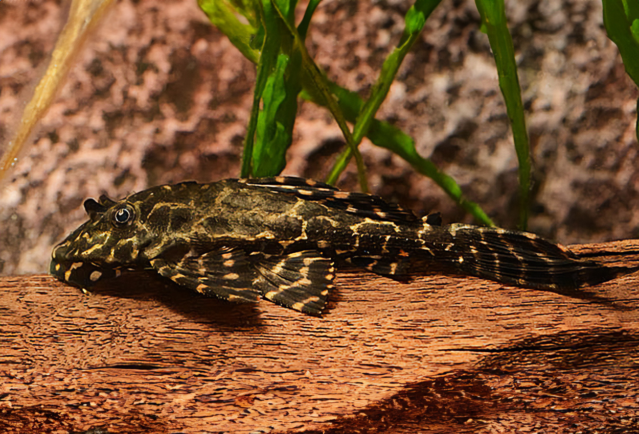 Parnaibas pleco