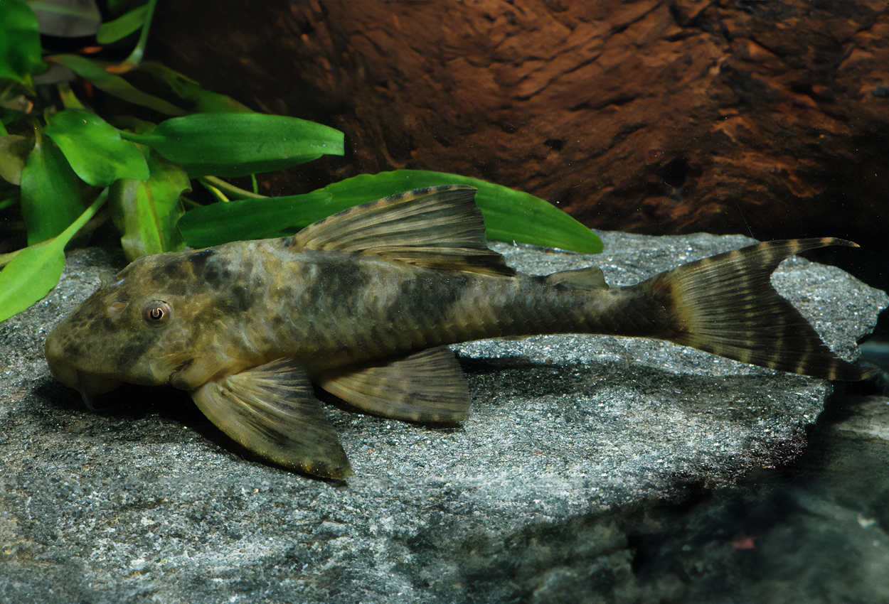 Foto på fisken Peckoltia caenosa