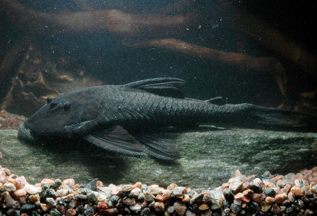 Foto på fisken Peckoltia pankimpuju