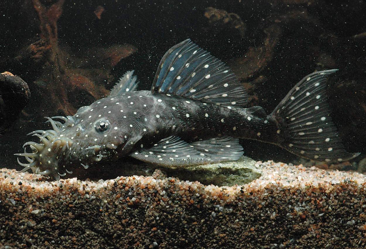 Foto på fisken Ancistrus sp. 'L107'