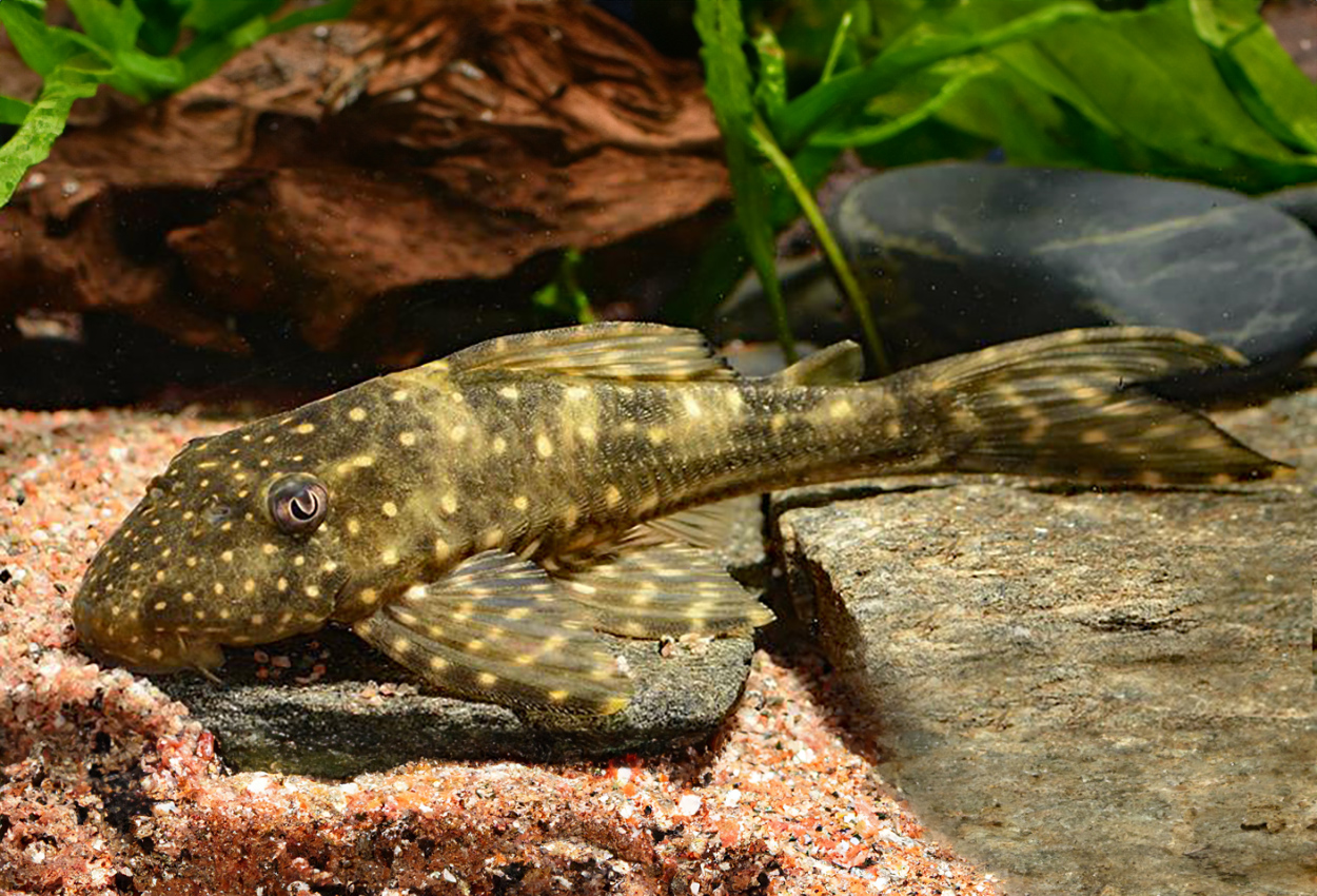 Foto på fisken Hypostomus luteomaculatus