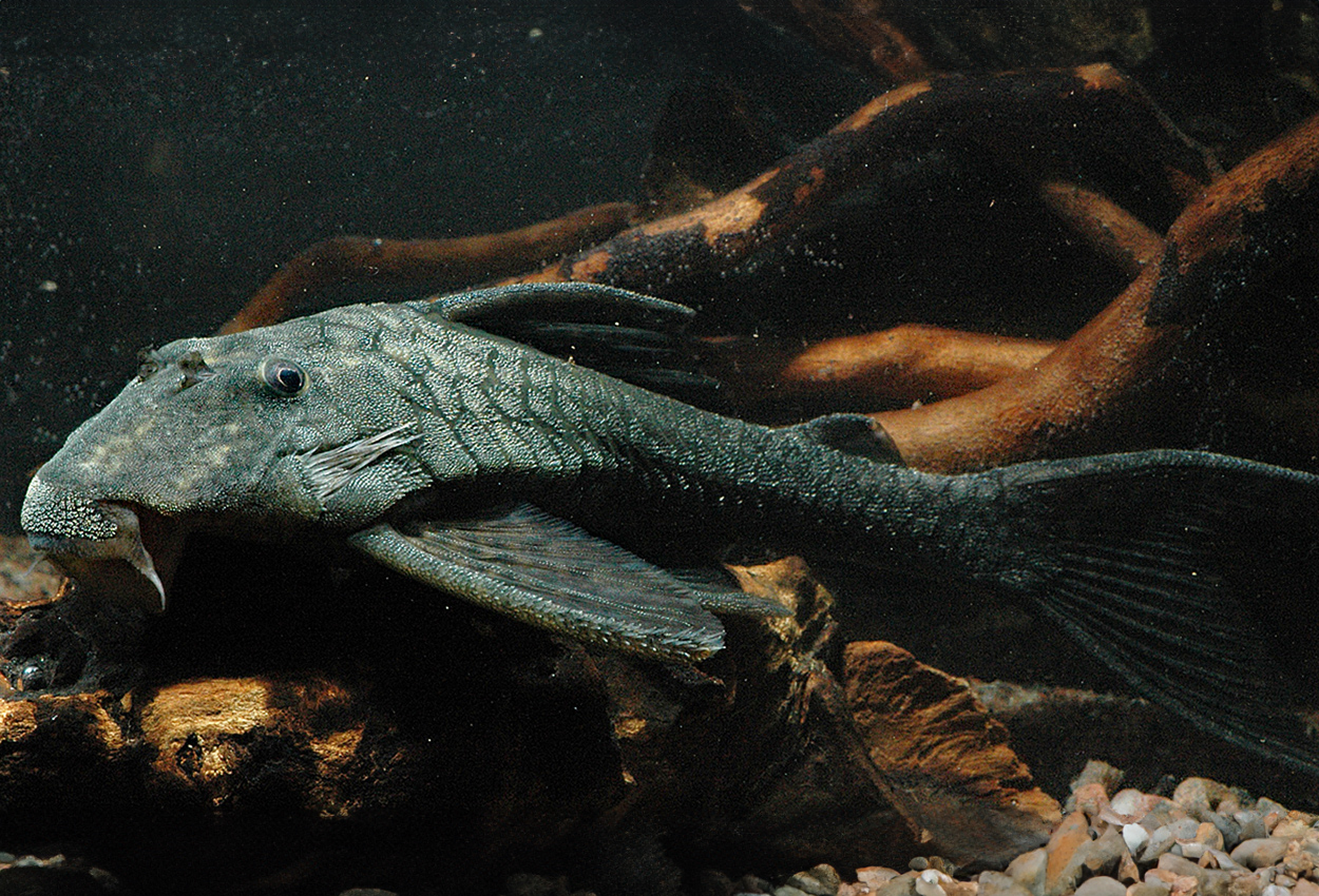 Foto på fisken Panaqolus nocturnus