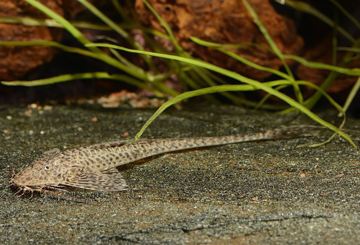 Foto på fisken Apistoloricaria ommation