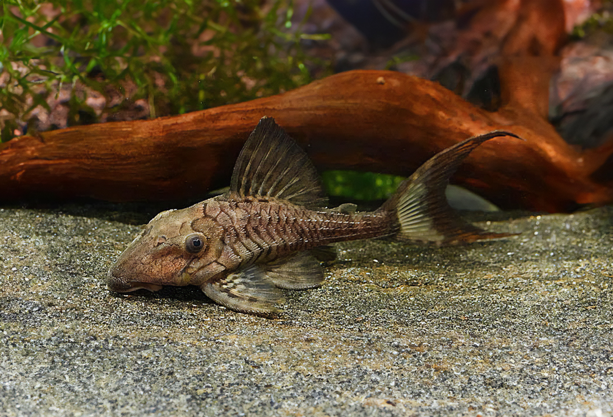 L203, LDA65, Titanic pleco, Volkswagen pleco