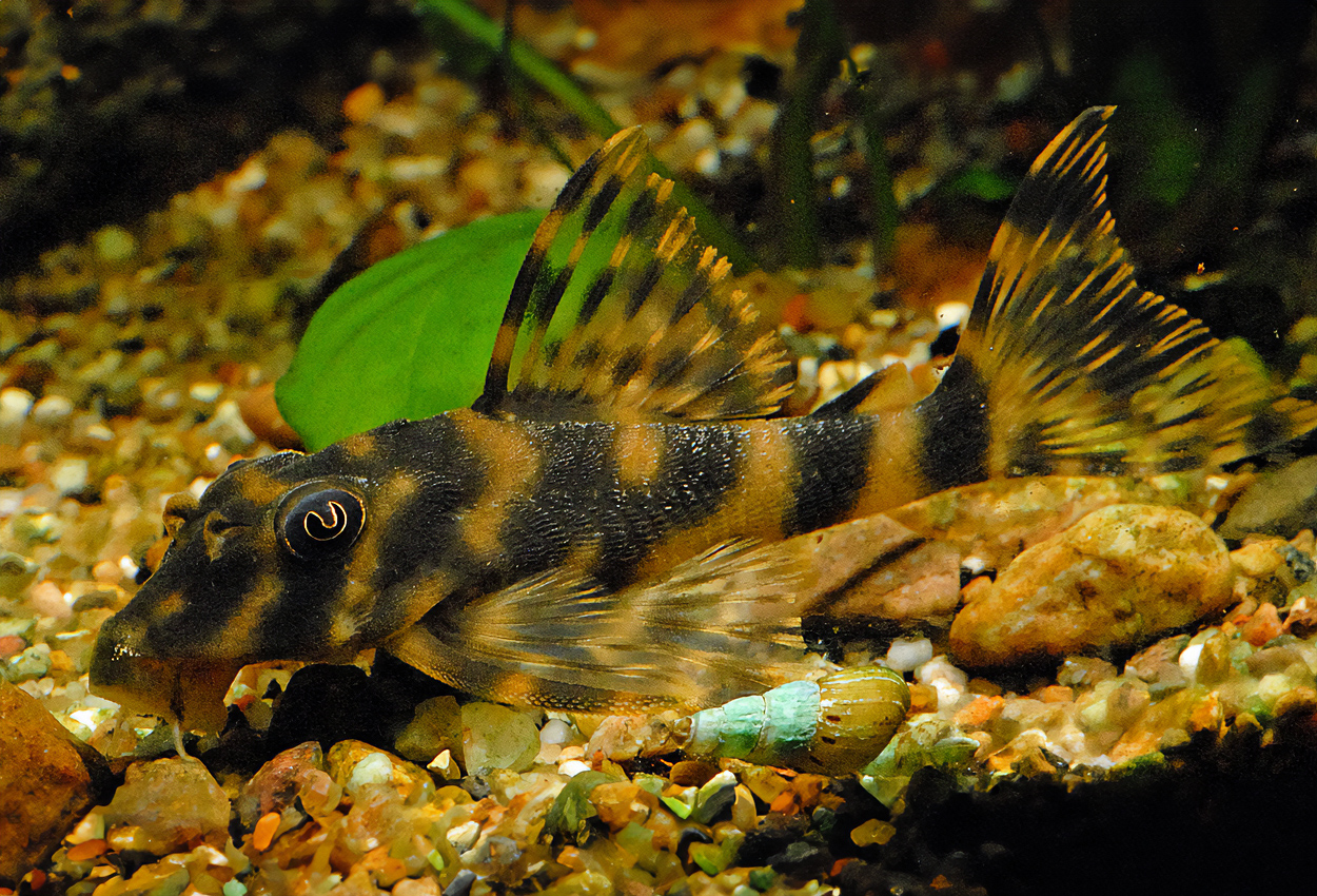 Candy striped dwarf pleco, L015 