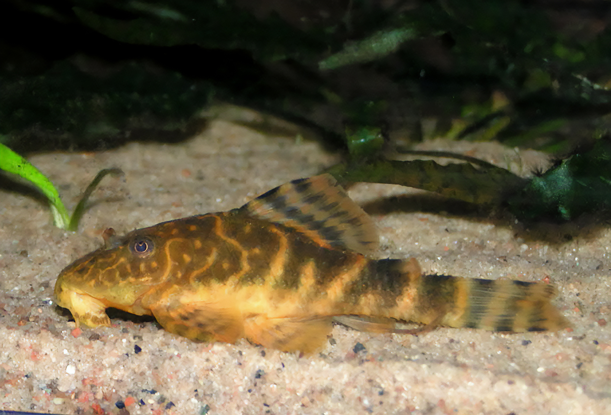 Clown Panaque, Clown pleco, L162