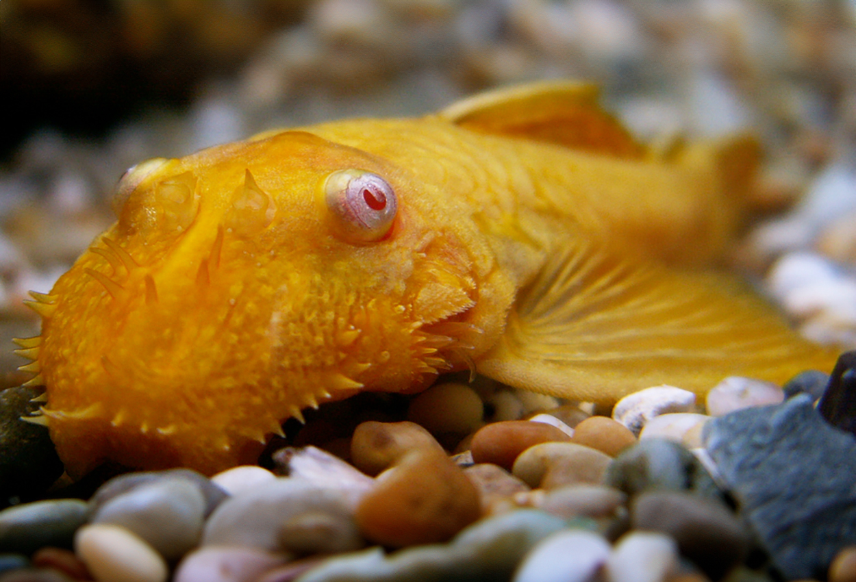 Foto på fisken Ancistrus sp. 'albino'