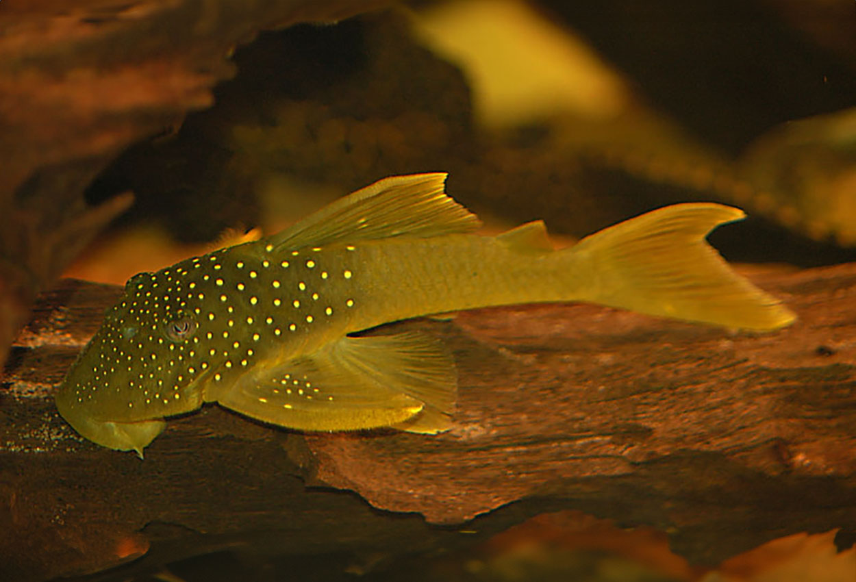 Gul fantompleco, guldgul pleco, grön pleco, L200