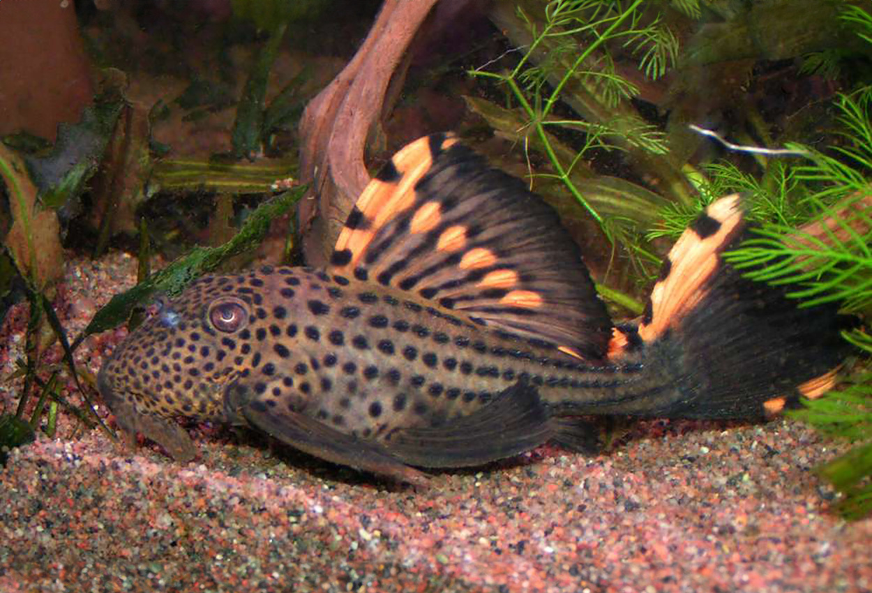 L091, trefläckspleco, three beacon pleco