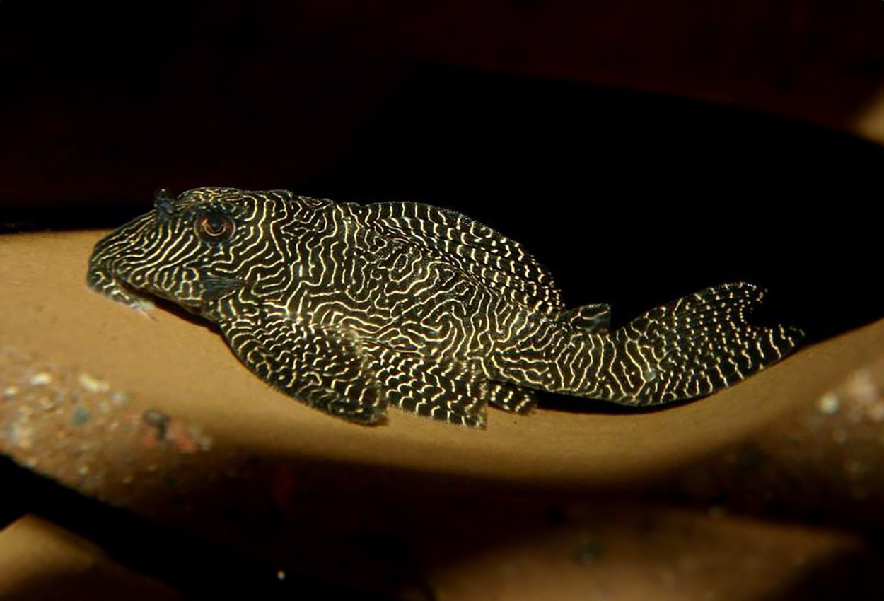 L260, Queen Arabesque pleco