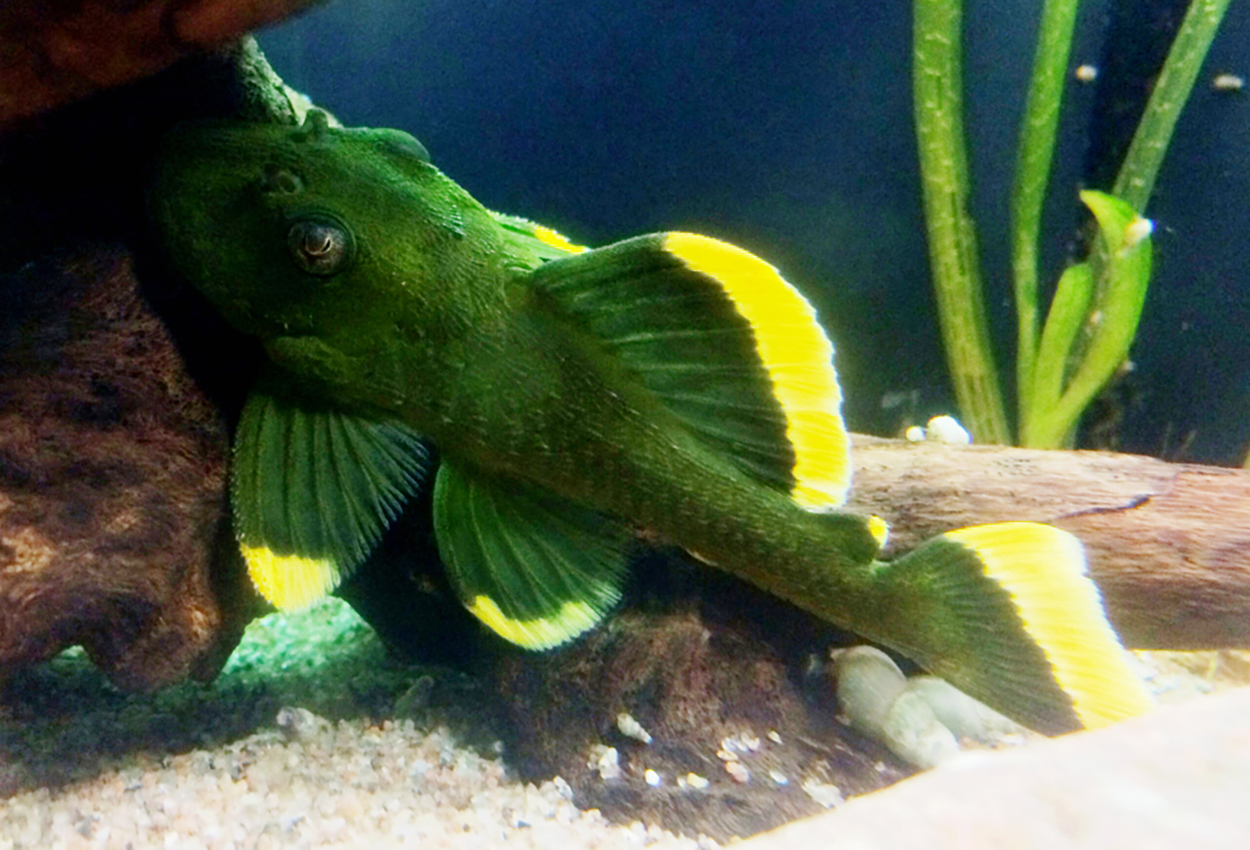 Magnum/mango pleco, L047