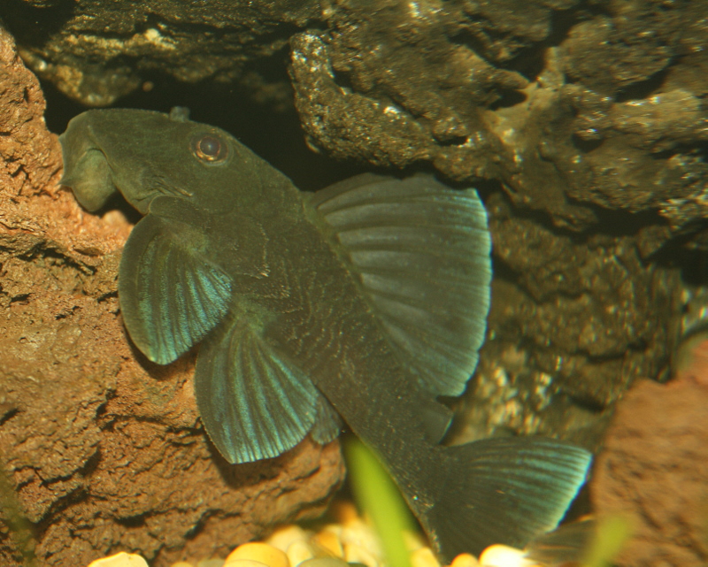 Ancistrini sp. 'L239'
