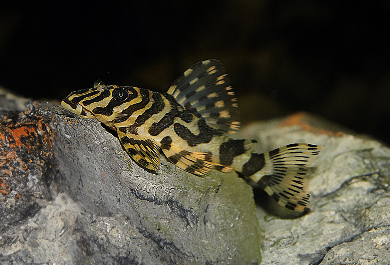 L134, leopardgrodpleco, Leopards grodpleco.