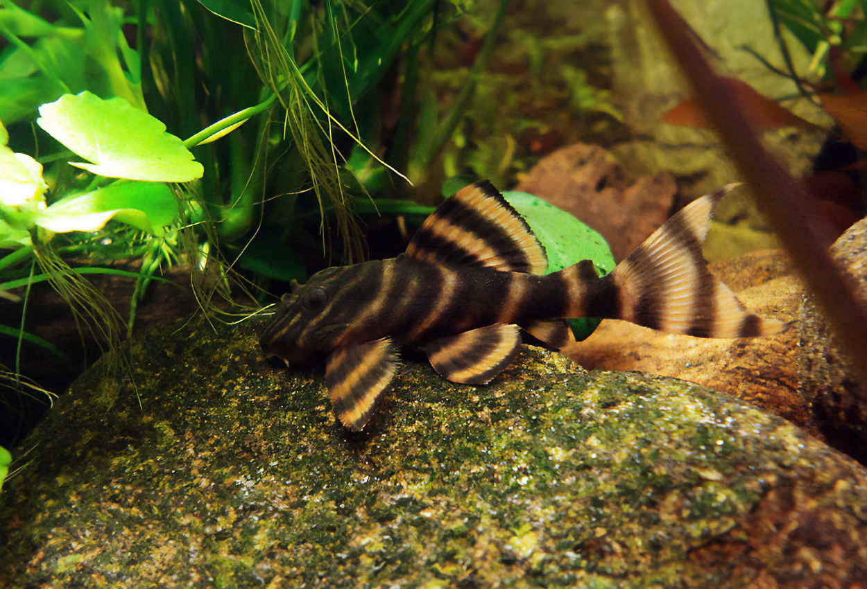 LDA01, L169, tigerpleco, gold stripe pleco