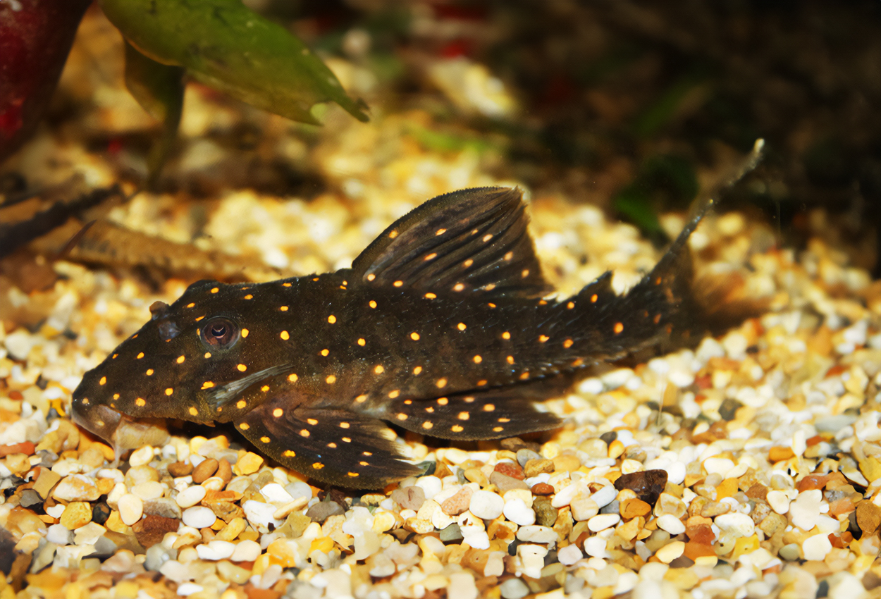 LDA31, vitprickig pleco, orangeprickig pleco