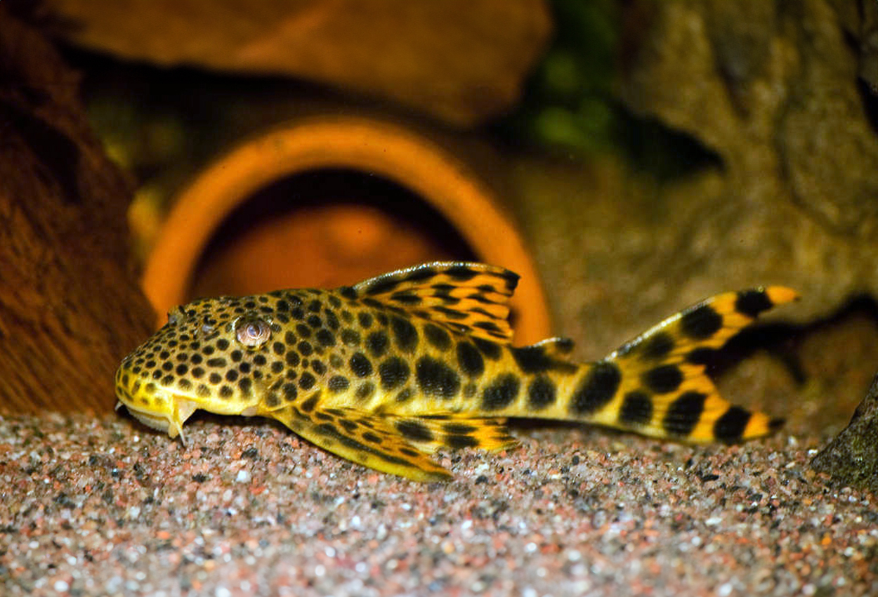 L075, L124, L301, LDA02, Para Pleco, Sabaj´s leopardpleco.