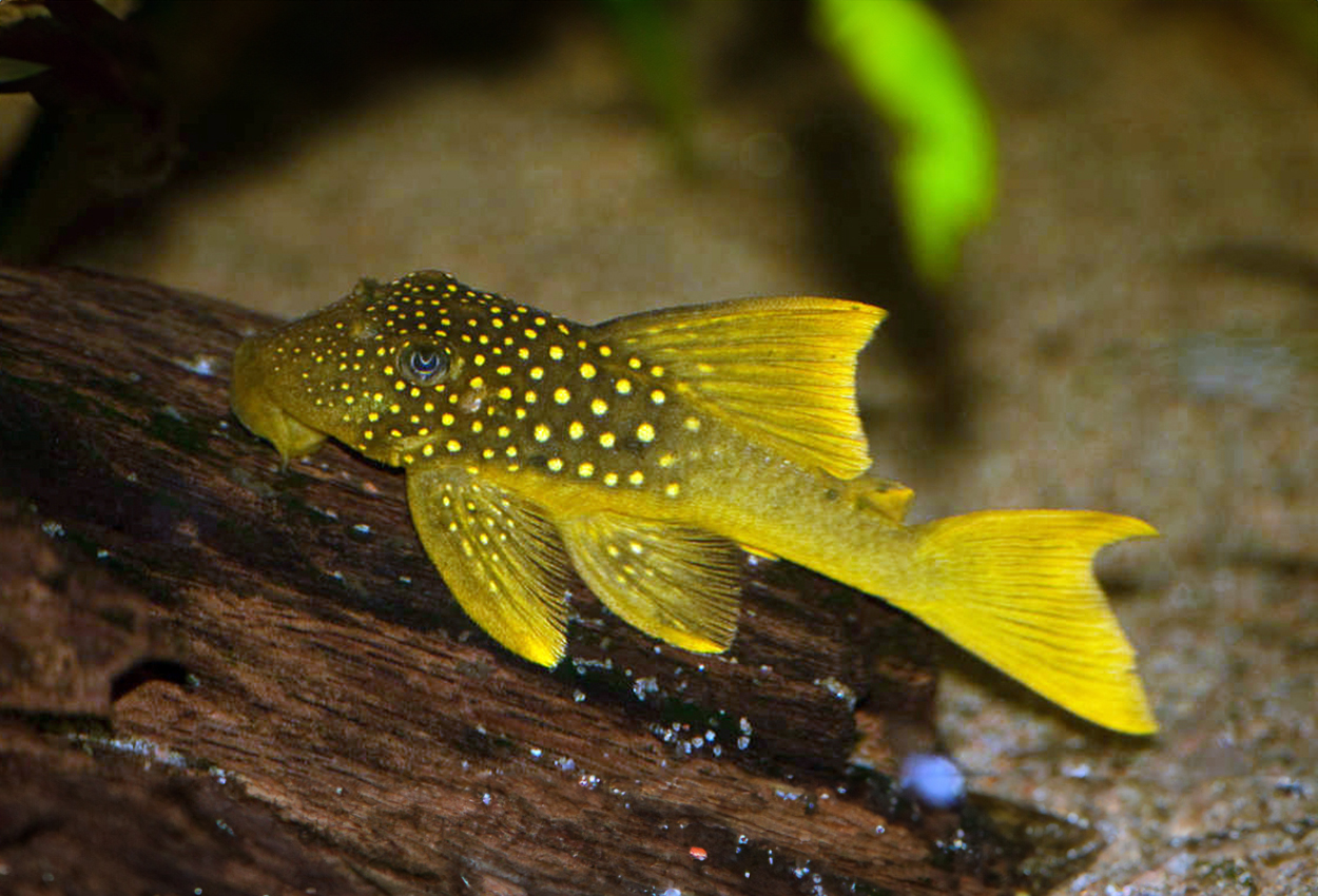 L200, high-fin, guldgul pleco, grön fantompleco