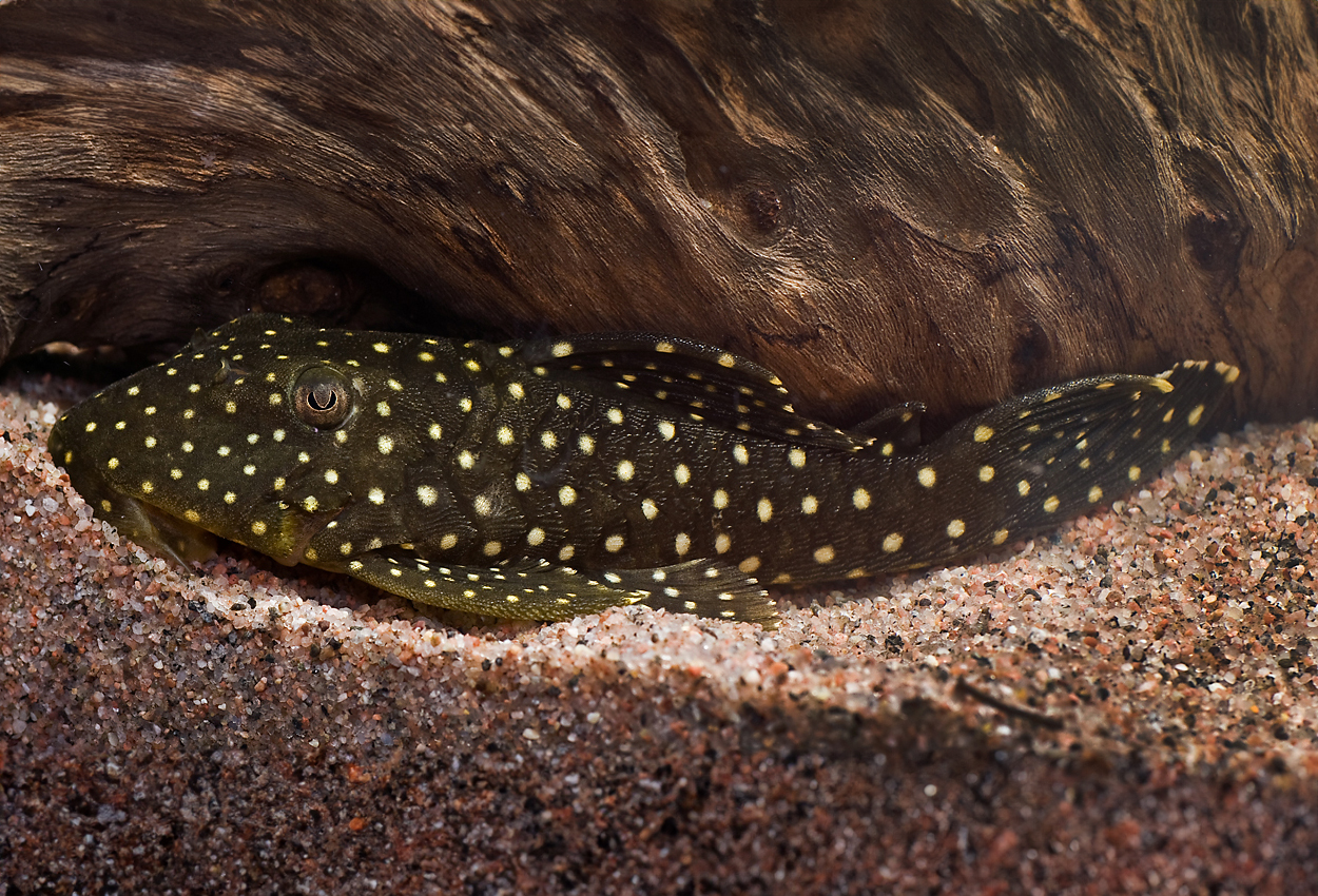 Snowflake pleco, L026