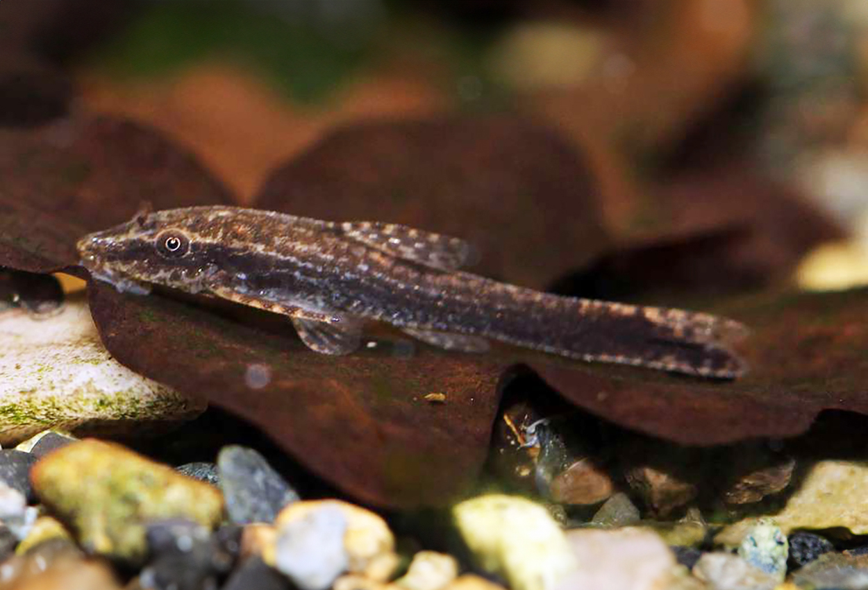 Niger otocinclus