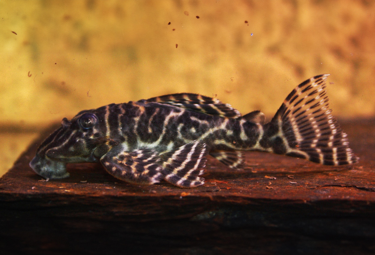 L129, Colombian zebra pleco