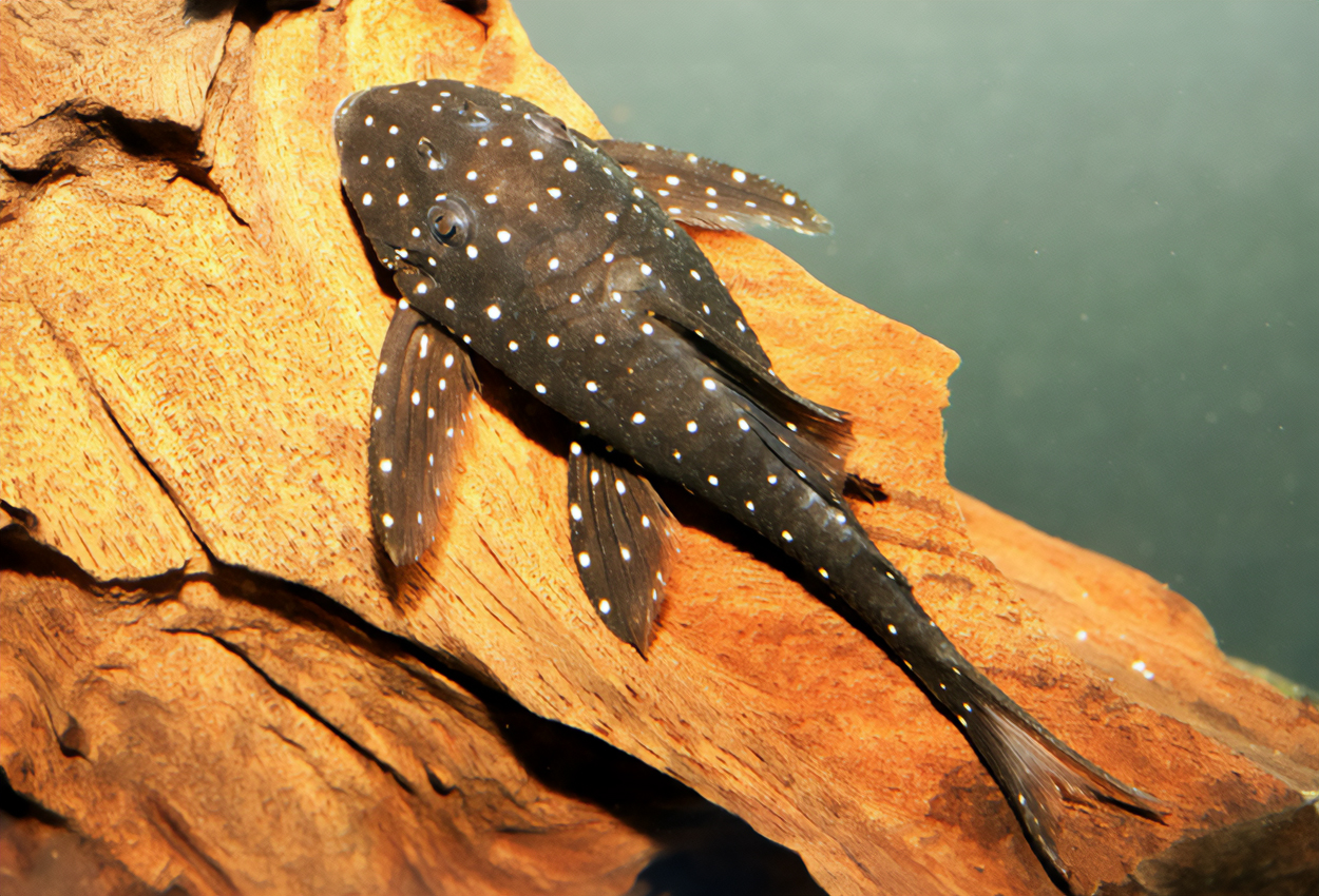 L426, Pleco chava