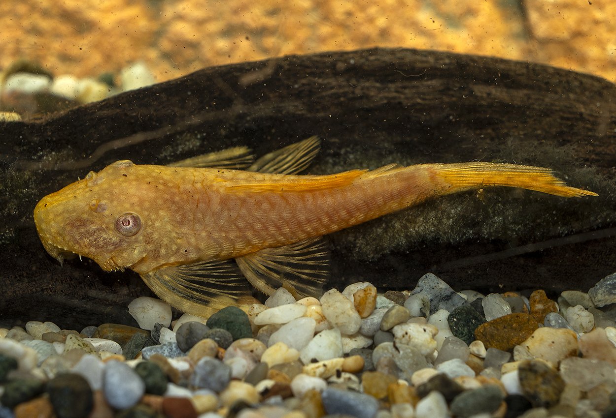 Albino ancistrus,  