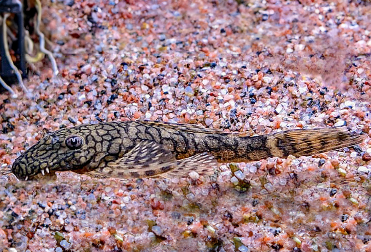 Tocantins ancistrus