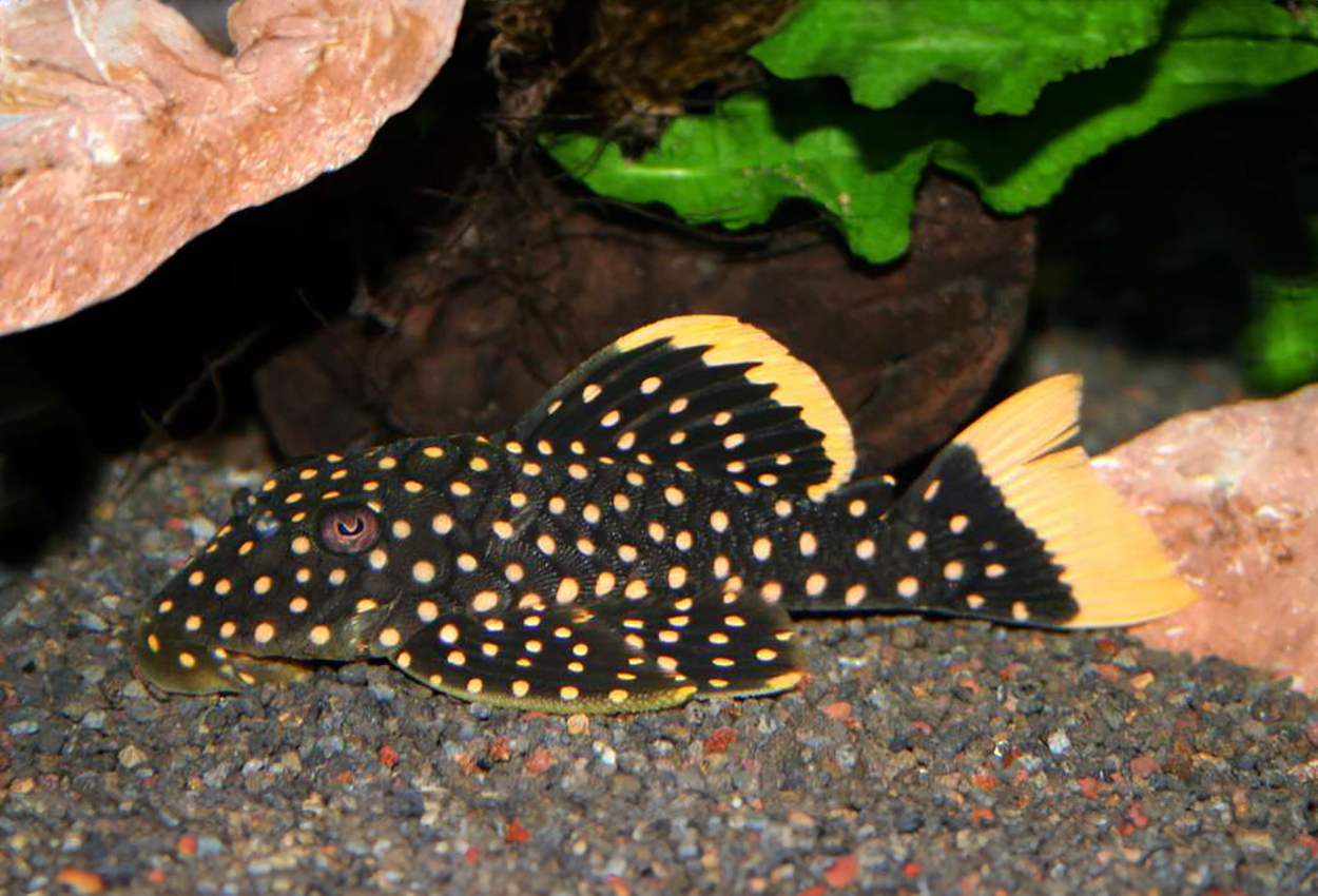 Iriri golden nugget pleco, L177